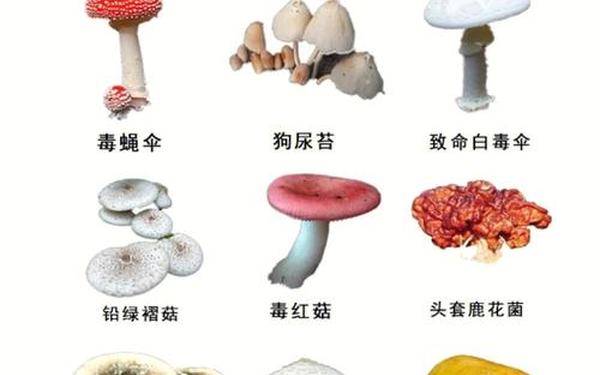 欺负女生小花园蘑菇、欺负蘑菇