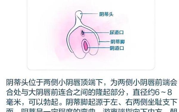 太陰蒂BBWBBW、deepquant