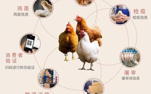 日本畜禽CORPORATION—日本畜牧业最发达的地方