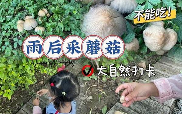欺负女生小花园蘑菇、欺负蘑菇