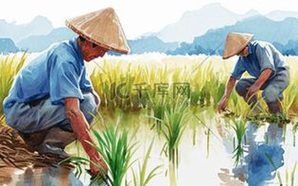 情侣插秧姿势参考绘画真人图片(农民插秧的绘画图)