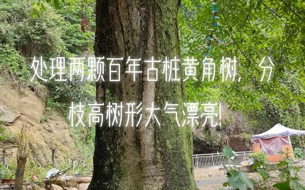 现实降黄9.1、百年黄高