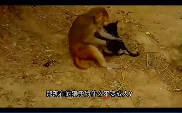 人和人生猴子不盖被子-人和猴子有什么区别